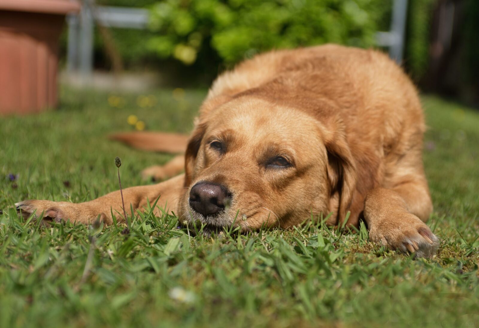Who Gets the Family Pet in a California Divorce?